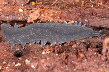 Media type: image;   Invertebrate Zoology 168055 Description: Digital photograph of specimen in life.;